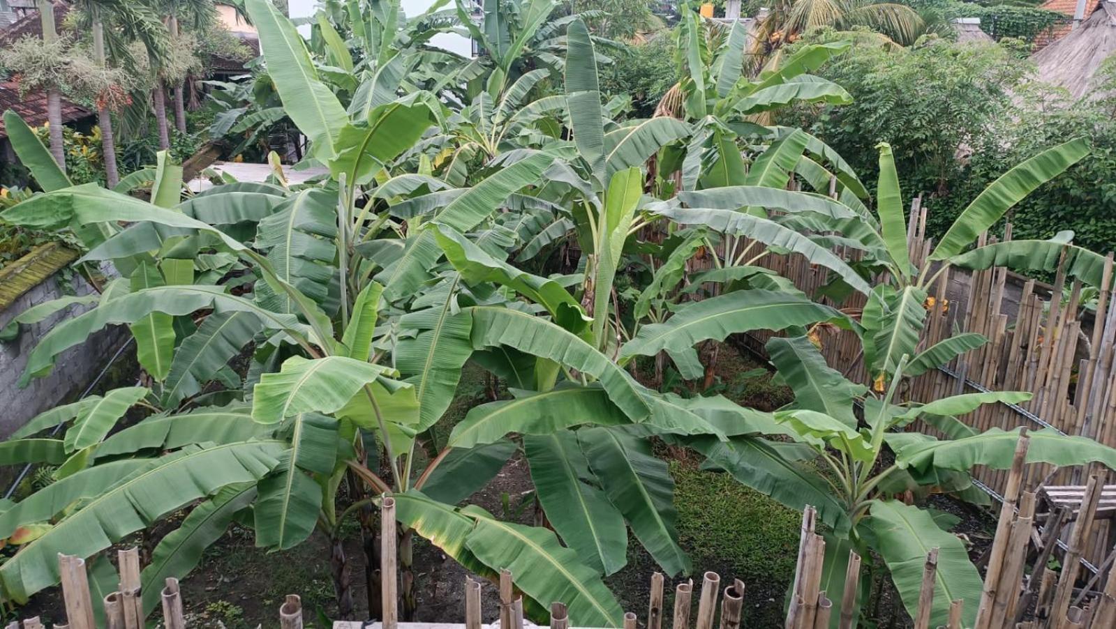 Nugraha Guest House 2 Ubud  Ruang foto